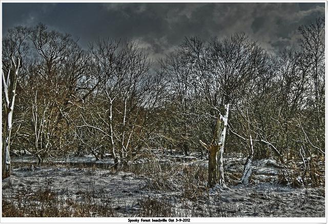 snowtrees