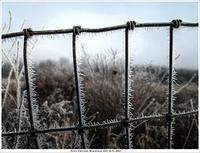 frosty fence